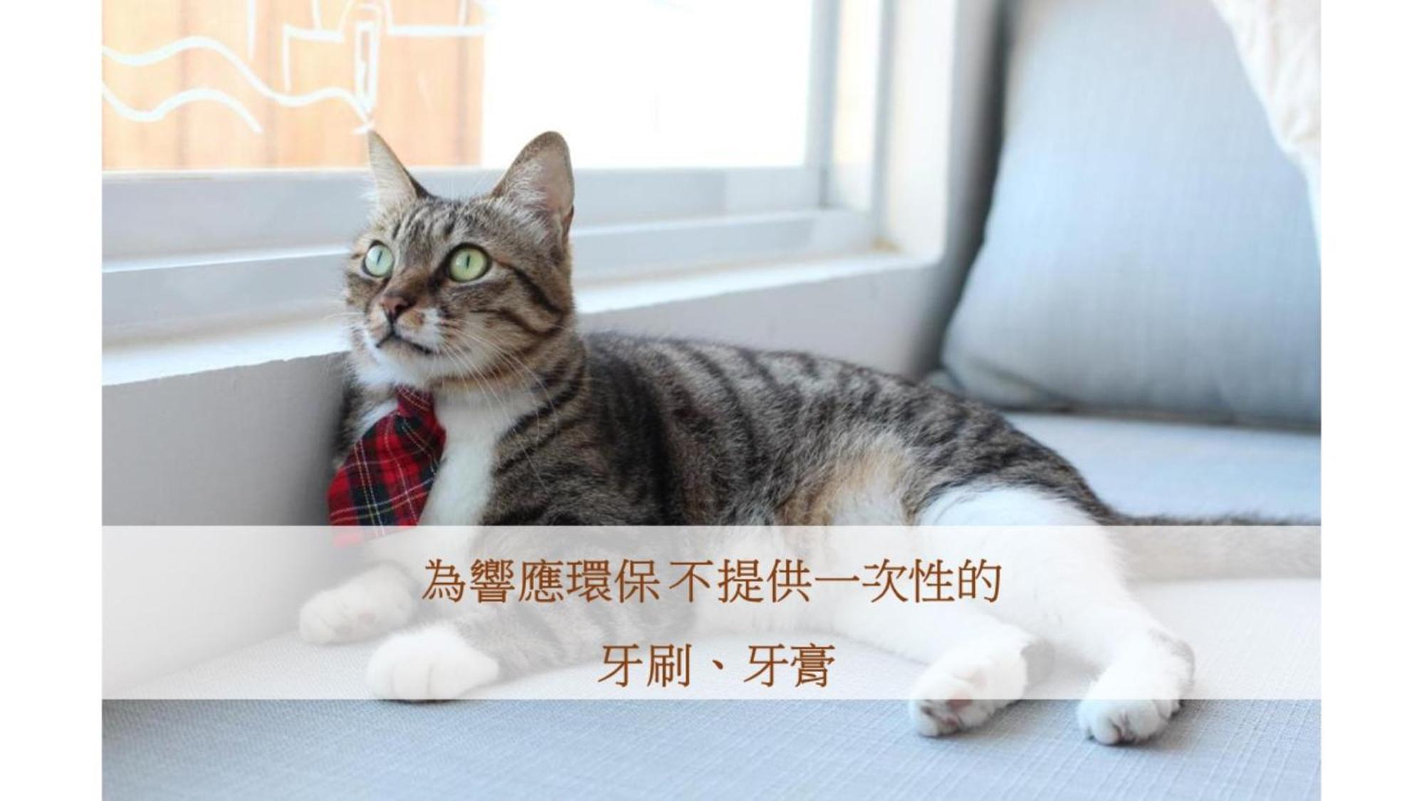 Cat At Greece Nanwan Exterior foto