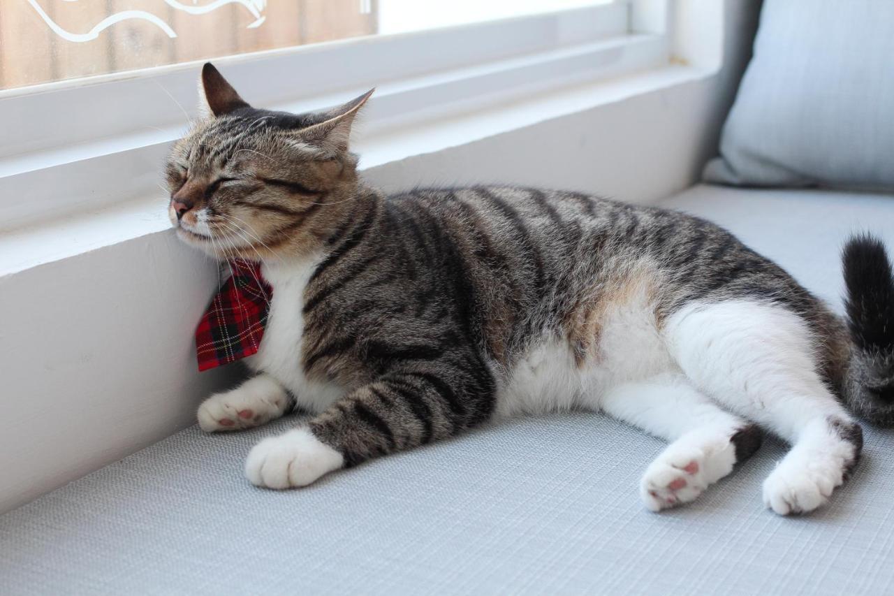 Cat At Greece Nanwan Exterior foto