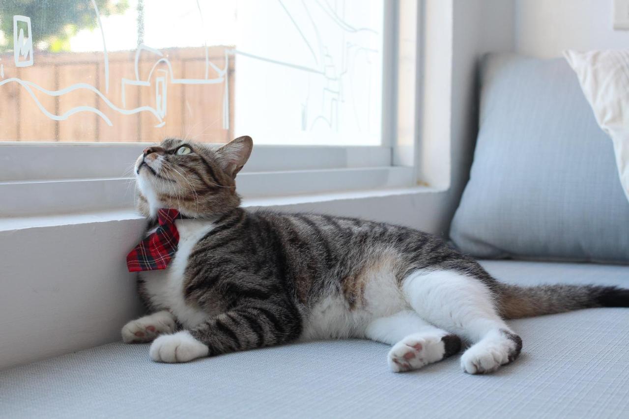 Cat At Greece Nanwan Exterior foto